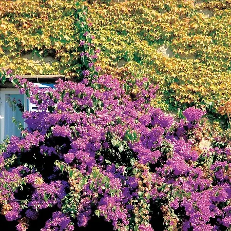 مزرعة للإقامة Fattoria La Capitana ماليانو إن توسكانا